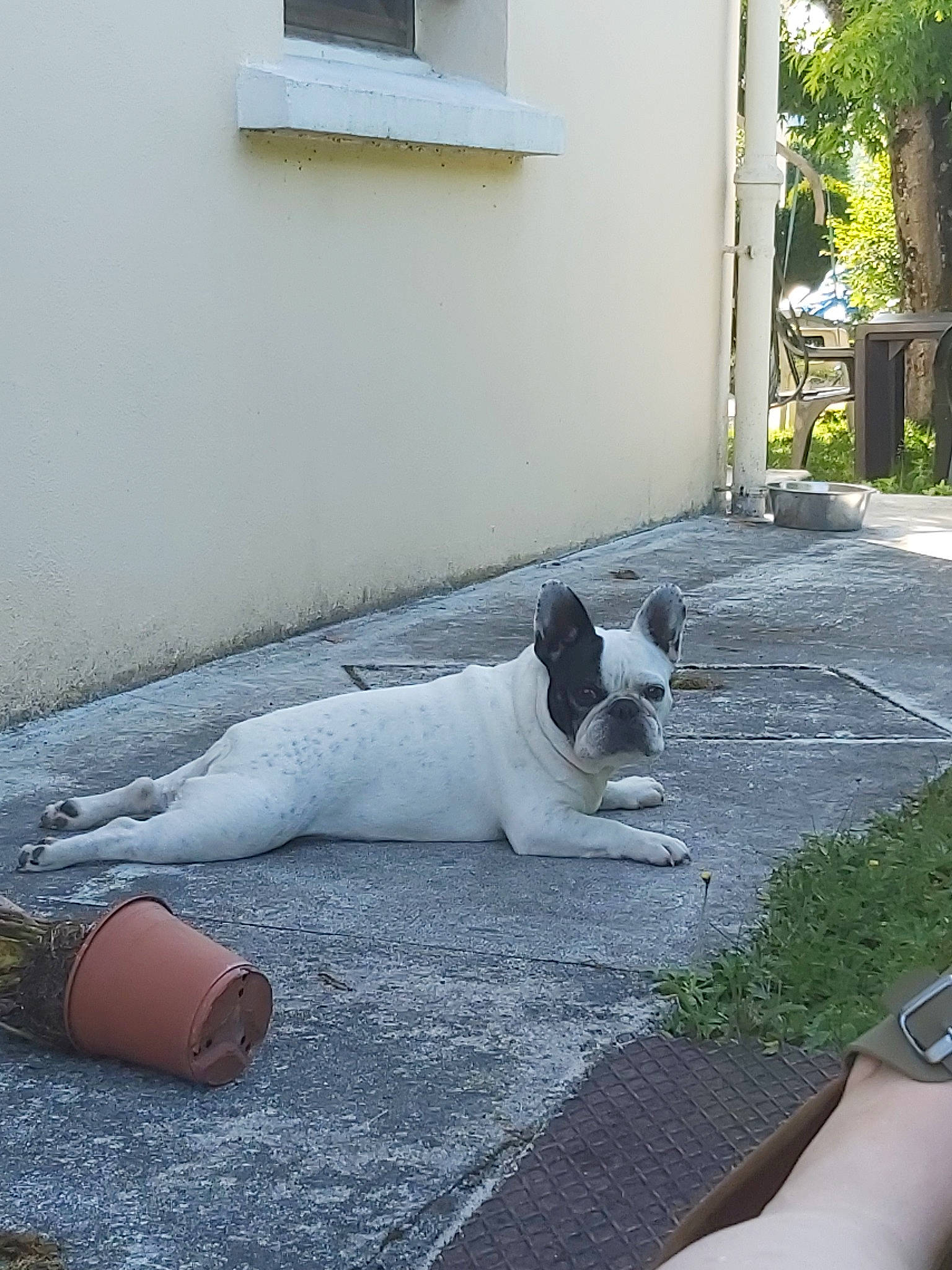 Furax a rejoint le concours — aidez-le/la à gagner de superbes lots ! bulldog, canidae, carnivore, companion_dog, dog, dog_breed, fawn, french_bulldog, leg, non_sporting_group, vacation