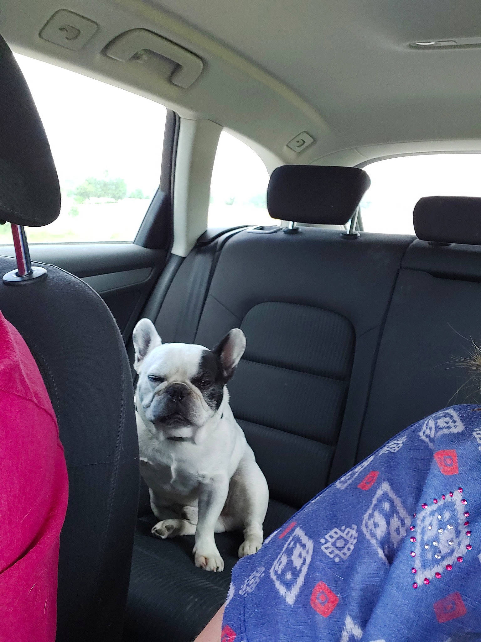 Furax participe au concours pour gagner de l'argent avec cette photo : boston_terrier, bulldog, canidae, car, car_seat, car_seat_cover, carnivore, companion_dog, dog, dog_breed, driving, fawn, french_bulldog, mammal, non_sporting_group, pug, puppy, snout, toy_dog, vehicle
