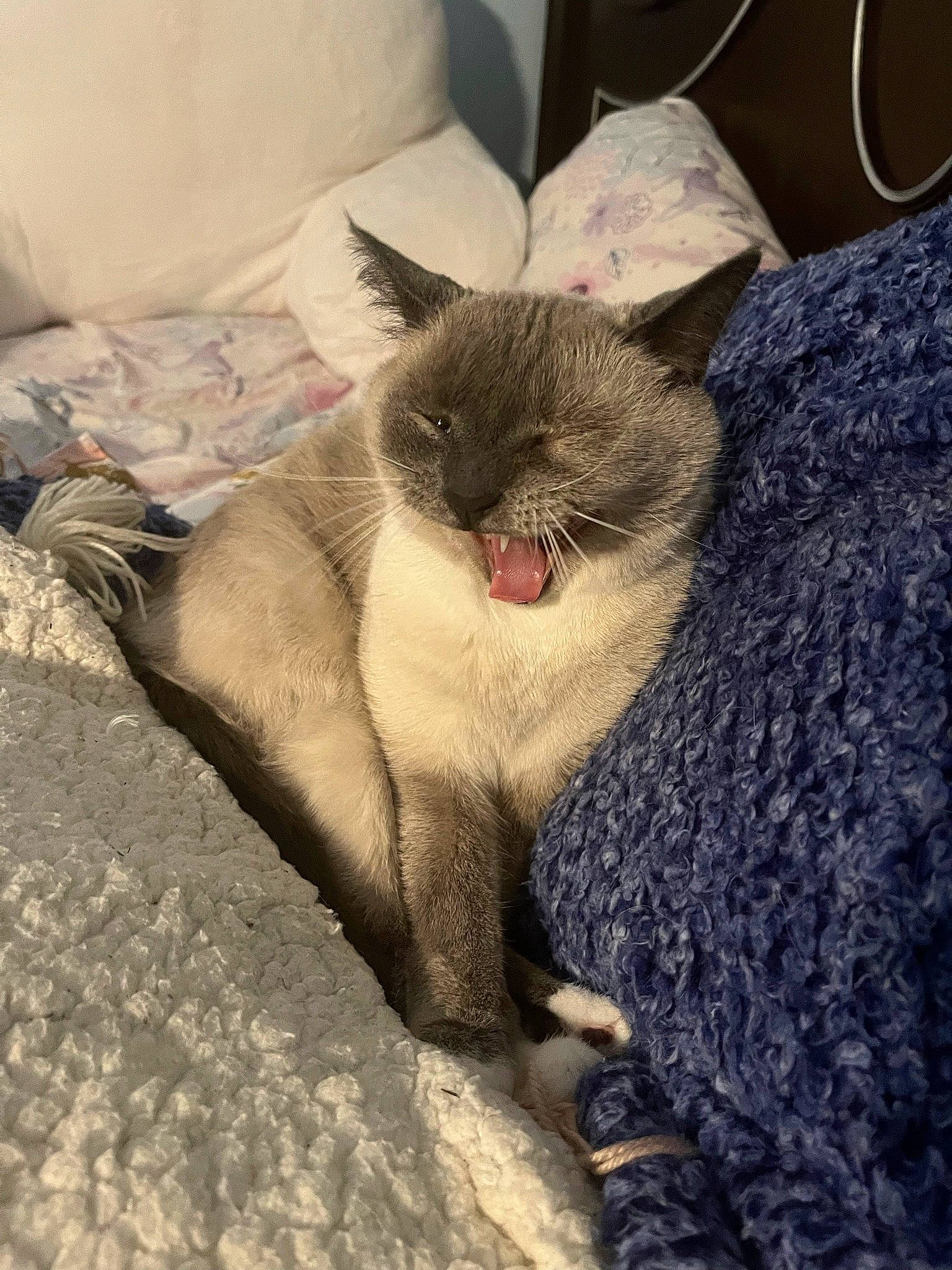 Lolita is registered to the contest to win money with this photo: carnivore, cat, cat_supply, claw, comfort, domestic_short_haired_cat, fawn, felidae, fur, grey, nap, paw, sleep, small_to_medium_sized_cats, snout, terrestrial_animal, whiskers