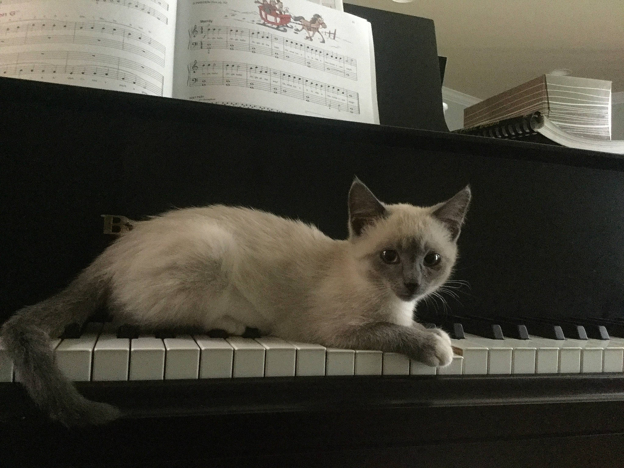 Lolita joined the competition — help win amazing prizes! balinese, book, carnivore, cat, comfort, domestic_short_haired_cat, electronic_musical_instrument, felidae, fur, linens, musical_keyboard, paw, publication, sky, small_to_medium_sized_cats, snout, tail, tonkinese, whiskers