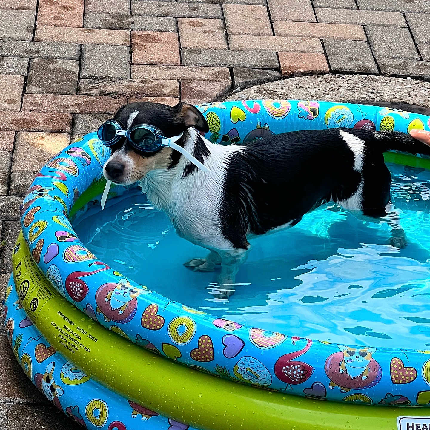 Bartolo joined the competition — help win amazing prizes! accessories, animal, ball, brick, canine, dog, glasses, outdoors, path, pet, pointer, pool, puppy, sport, summer, swimmingpool, tennis, tennisball, walkway, water
