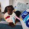 dog, dachshund, toy, plush_toy, birthday_cake_toy, couch, striped_couch, pillow, fluffy_pillow, indoor, pet, brown_dog, small_dog, cute, animal, living_room, home, floor, door, carpet