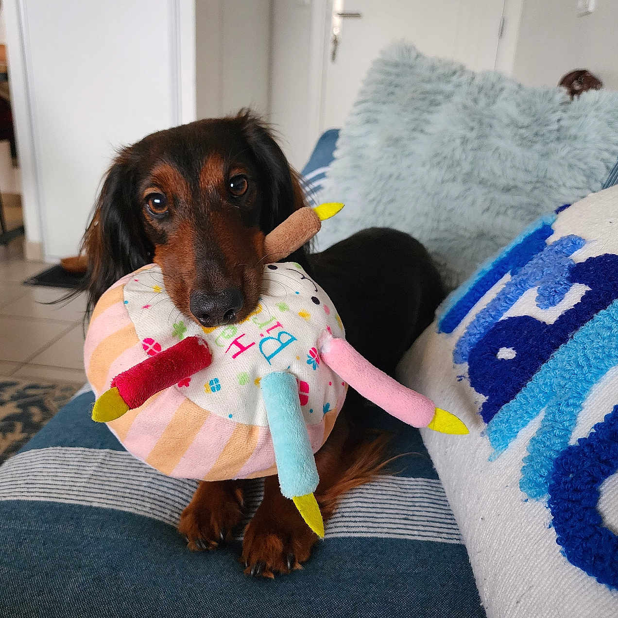 Vegas participe au concours pour gagner de l'argent avec cette photo : dog, dachshund, toy, plush_toy, birthday_cake_toy, couch, striped_couch, pillow, fluffy_pillow, indoor, pet, brown_dog, small_dog, cute, animal, living_room, home, floor, door, carpet