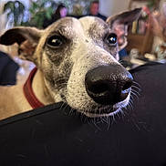 Patouille a rejoint le concours — aidez-le/la à gagner de superbes lots ! dog, whippet, snout, nose, close_up, pet, whiskers, collar, indoor, living_room, sofa, bokeh, shallow_depth_of_field, fur, portrait, canine, relaxed, blurry_people, home_interior, black_cloth