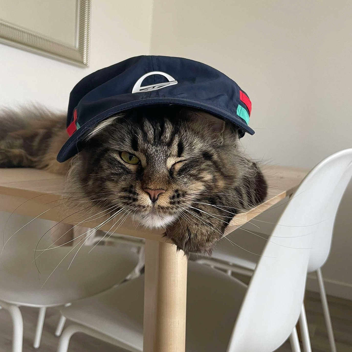 Oups participe au concours pour gagner de l'argent avec cette photo : animal, architecture, baseballcap, building, cap, cat, chair, clothing, diningroom, diningtable, furniture, hardwood, hat, indoors, interiordesign, kitten, pet, room, table, wood