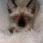 Sky is registered to the contest to win money with this photo: cat, kitten, siamese, blue_eyes, fluffy_blanket, pet, animal, cute, furry, whiskers, ears, face, indoor, cozy, soft, resting, looking_up, young, domestic, closeup