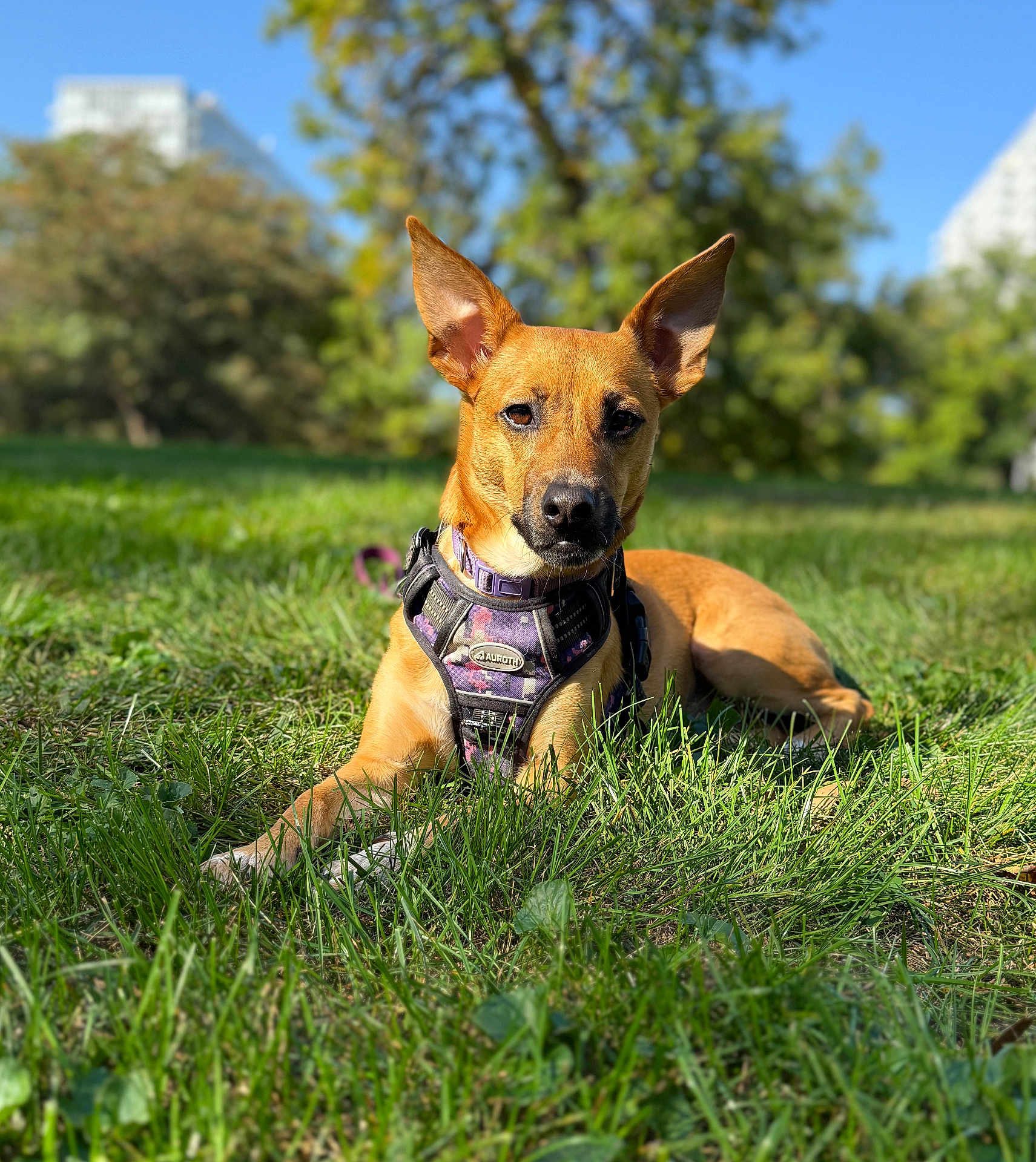 Venus joined the competition — help win amazing prizes! dog, animal, pet, grass, outdoor, nature, sunlight, greenery, canine, leash, harness, ears_up, portrait, daylight, park, relaxing, brown_dog, focus, blurred_background, summer