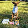 dog, bandana, grass, birthday, cookie, toy, outdoor, sunlight, pet, animal, celebration, number_two, greenery, park, nature, cute, sitting, happy, playful, canine