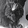 cat, black_cat, feline, yawning, teeth, tongue, fur, paw, whiskers, pet, animal, indoor, blanket, relaxed, cute, mammal, sleepy, closeup, mouth_open, furry