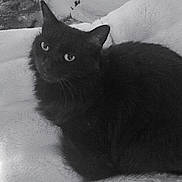 Ruby a rejoint le concours — aidez-le/la à gagner de superbes lots ! black_cat, cat, pet, animal, feline, indoor, blanket, soft_texture, cozy, resting, fur, whiskers, eyes, monochrome, black_and_white, plant, background, curious, relaxed, home