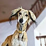 dog, indoor, pet, animal, long_ears, curious, close_up, portrait, furry, whiskers, collar, brown_fur, black_ears, domestic_animal, canine, looking_at_camera, standing, house, blurred_background, friendly