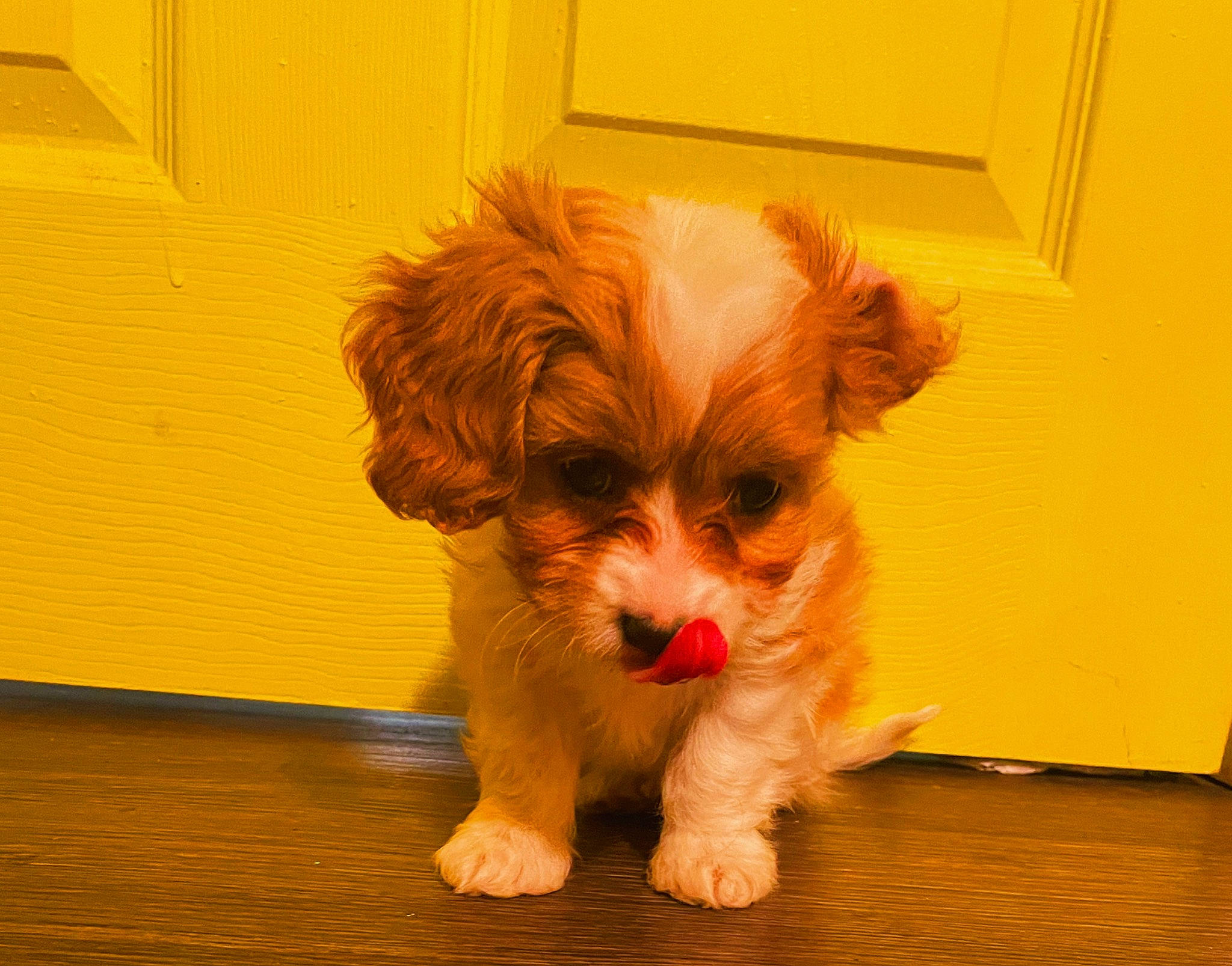 Shiloh joined the competition — help win amazing prizes! carnivore, companion_dog, dog, dog_breed, flooring, fur, hardwood, liver, mal_shi, puppy_love, small_terrier, snout, sporting_group, terrier, tibetan_spaniel, toy_dog, whiskers, wood, working_animal, yorkipoo