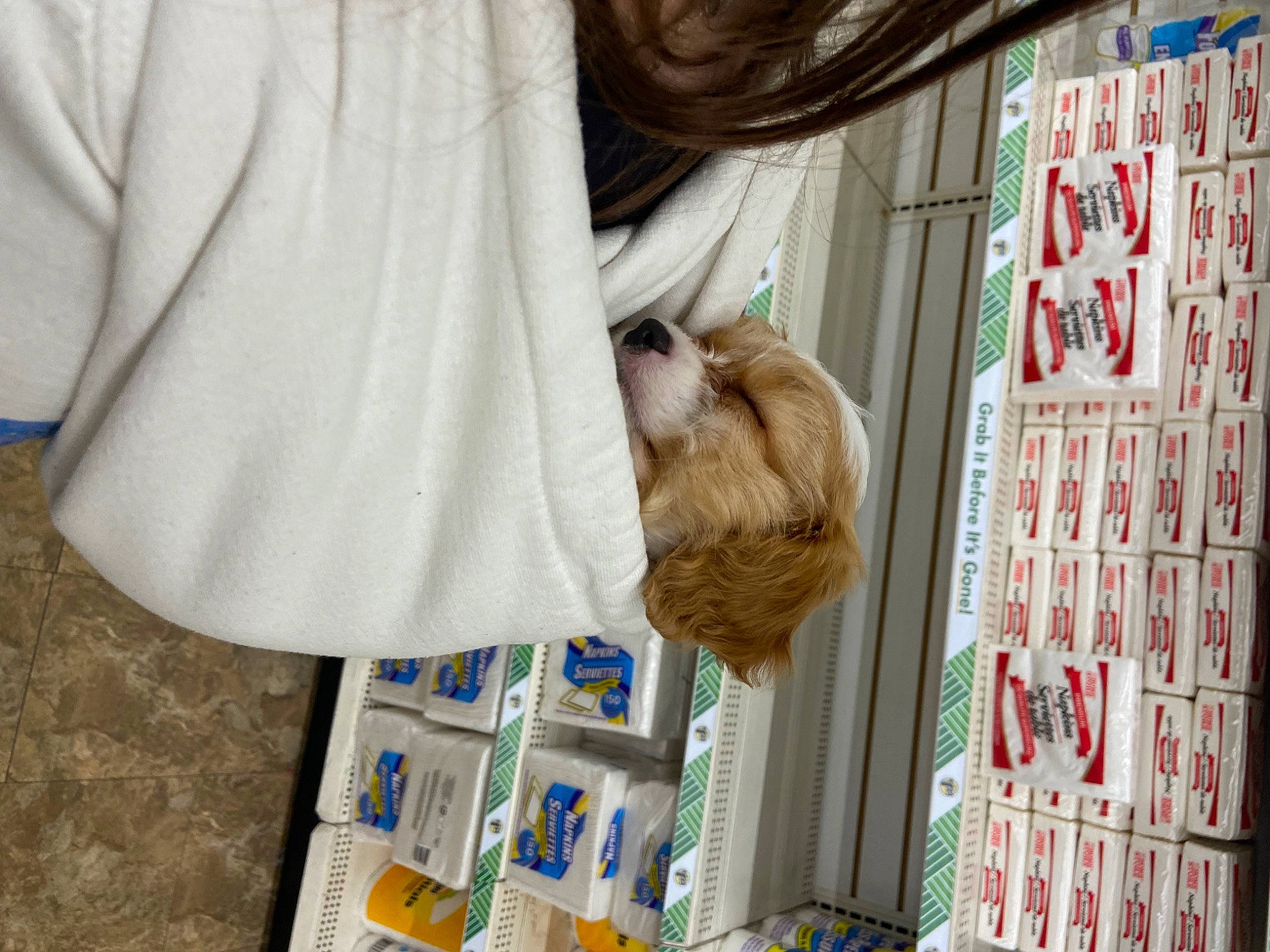 Shiloh is registered to the contest to win money with this photo: child, companion_dog, felidae, fur, hair_coloring, linens, mammal, room, sleeve, small_to_medium_sized_cats, sporting_group, textile, toy, tree, wood, wool, wrinkle