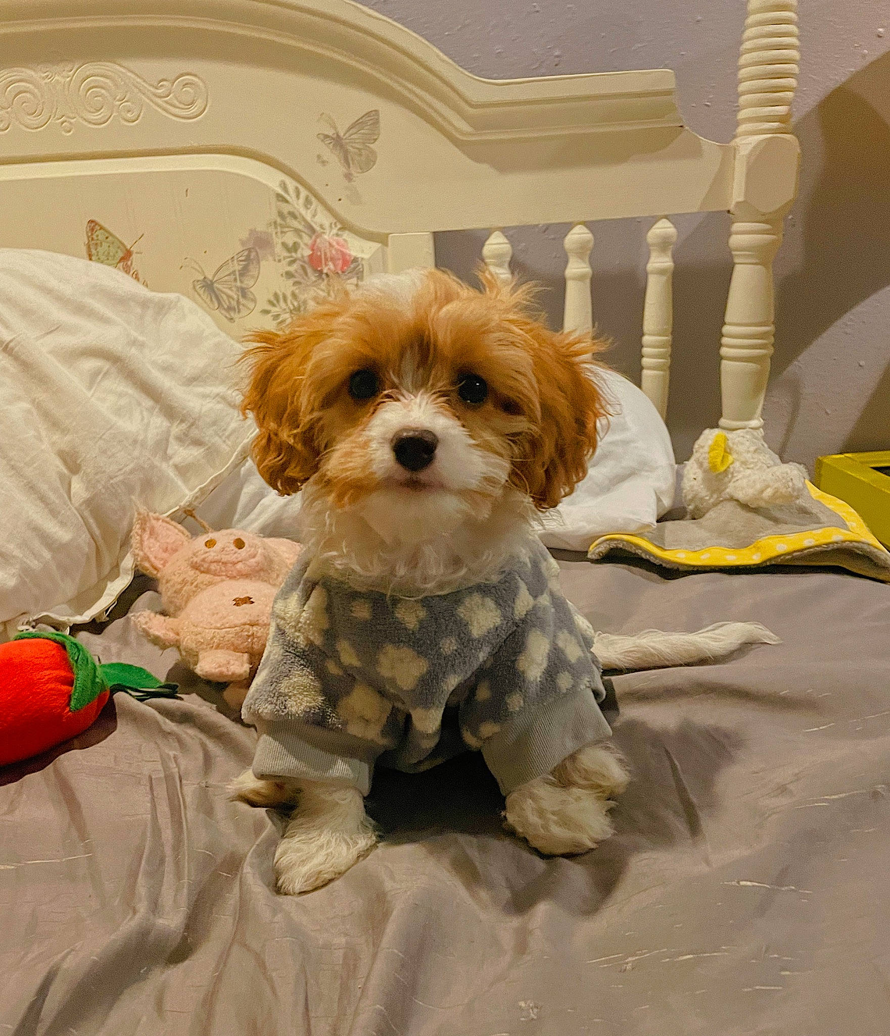 Shiloh joined the competition — help win amazing prizes! canidae, carnivore, companion_dog, dog, dog_breed, dog_clothes, dog_supply, eyewear, fawn, fur, liver, mal_shi, small_terrier, snout, spaniel, sporting_group, terrier, toy, toy_dog, working_animal