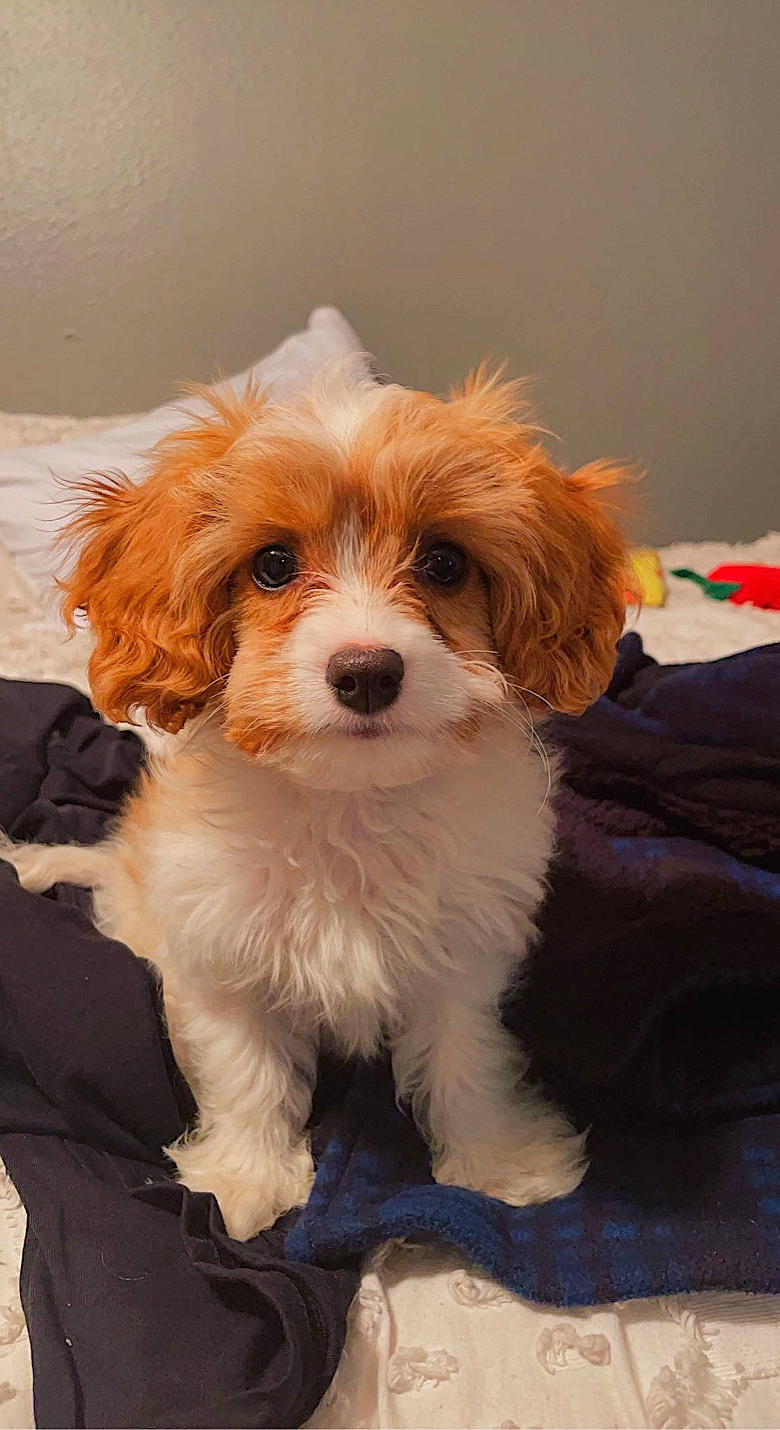 Shiloh joined the competition — help win amazing prizes! biewer_terrier, canidae, carnivore, companion_dog, dog, dog_breed, fawn, fur, liver, maltepoo, personal_protective_equipment, puppy, puppy_love, small_terrier, snout, sporting_group, terrier, toy_dog, whiskers, working_animal