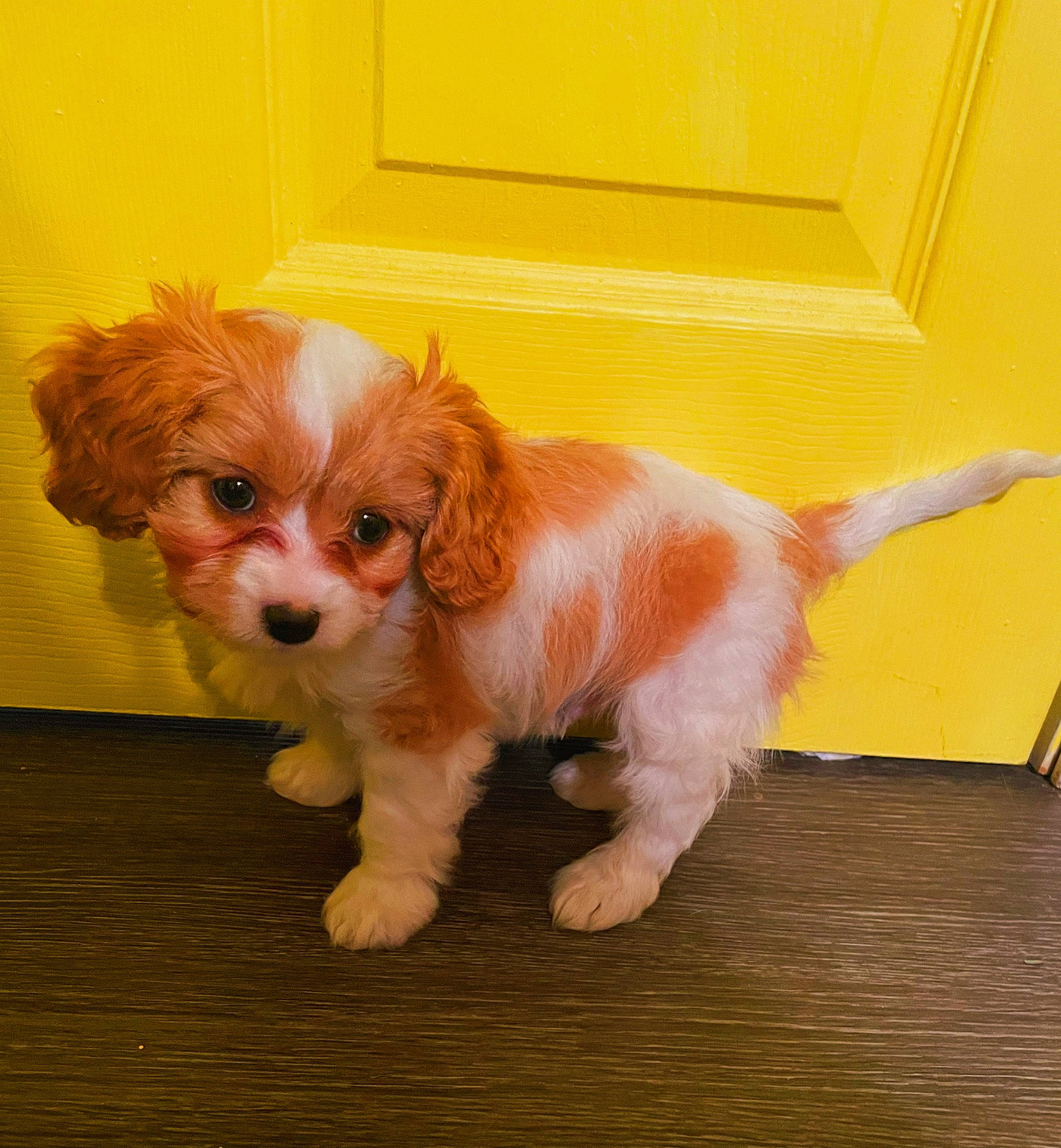 Shiloh is registered to the contest to win money with this photo: canidae, carnivore, companion_dog, dog, dog_breed, fawn, flooring, fur, liver, maltepoo, snout, spaniel, sporting_group, tail, terrier, toy, toy_dog, whiskers, wood, working_animal