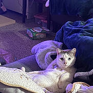 Gibby joined the competition — help win amazing prizes! blanket, blanket_bed, carpet, cat, couch, cozy, cute, domestic, feline, fur, indoor, living_room, looking_at_camera, lounging, night_lighting, pet, pillow, portrait, relaxed, whiskers