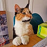 Pippa a rejoint le concours — aidez-le/la à gagner de superbes lots ! animal, box, calico, cat, chair, curious, cute, domestic, door, feline, green, household, indoor, looking_away, paws, pet, resting, table, whiskers, wood