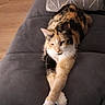 animal, calico_cat, cat, chair, couch, cozy, crossed_paws, domestic, floor, fur, furniture, home, indoor, living_room, mammal, pet, pillow, relaxing, whiskers, wooden_floor