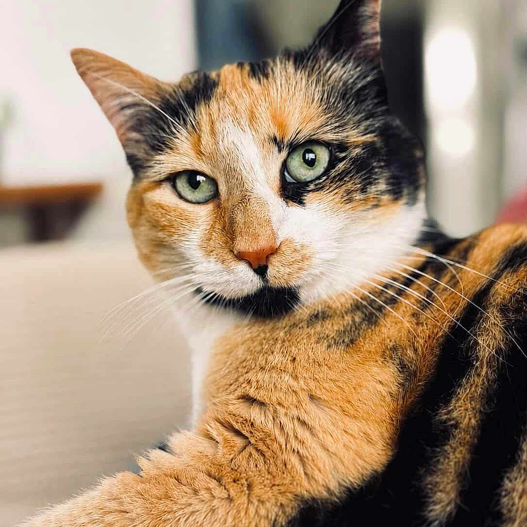 Pippa