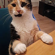 Pippa a rejoint le concours — aidez-le/la à gagner de superbes lots ! animal, background, calico_cat, cat, curious, domestic, ears, eyes, feline, furniture, household, indoor, living_room, paws, pet, remote_control, standing, table, whiskers, wooden_table