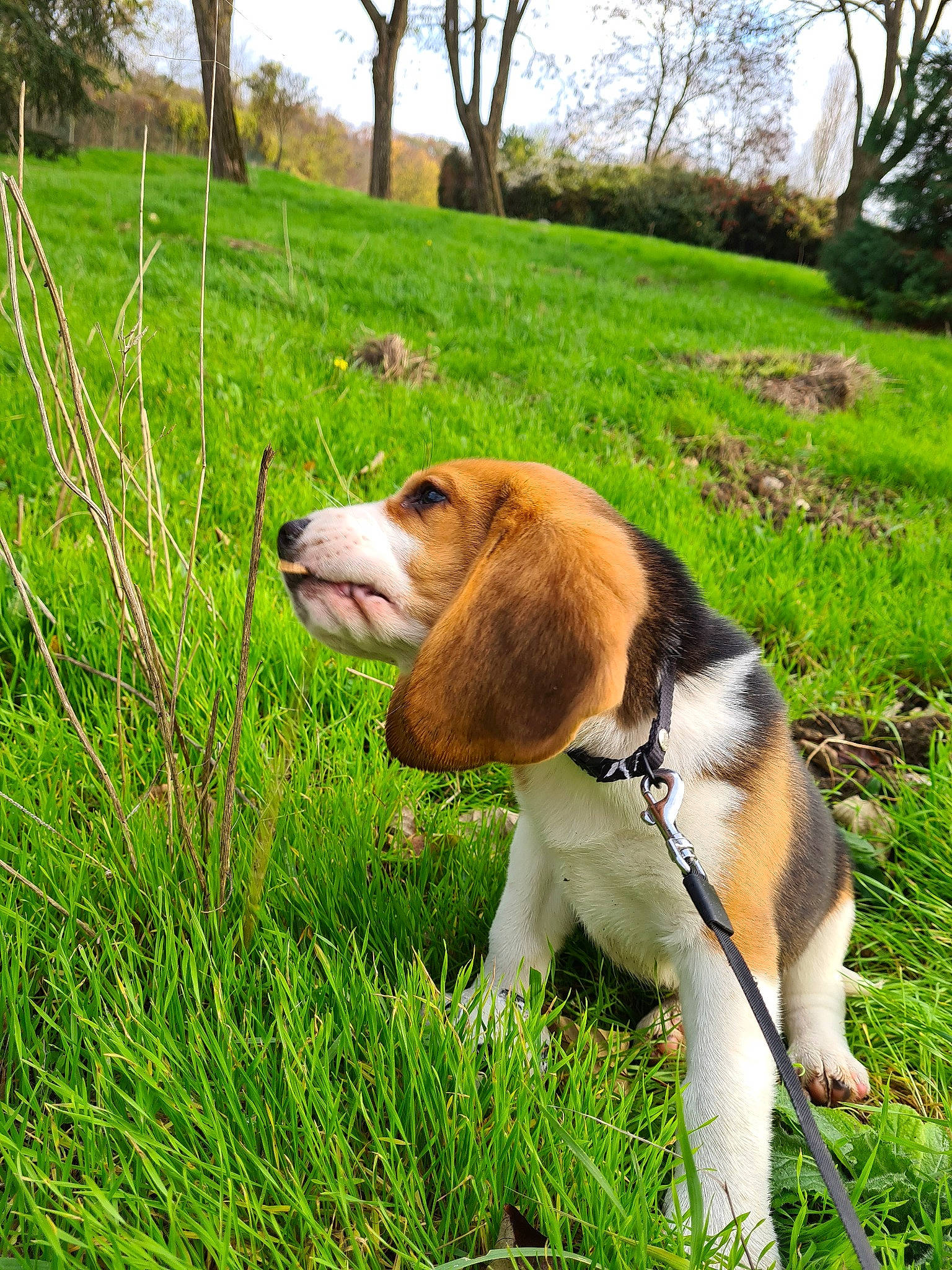 Brown participe au concours pour gagner de l'argent avec cette photo : beagle, carnivore, collar, companion_dog, dog, dog_breed, dog_collar, fawn, grass, gun_dog, hound, leash, liver, plant, scent_hound, sky, snout, sporting_group, tail, tree