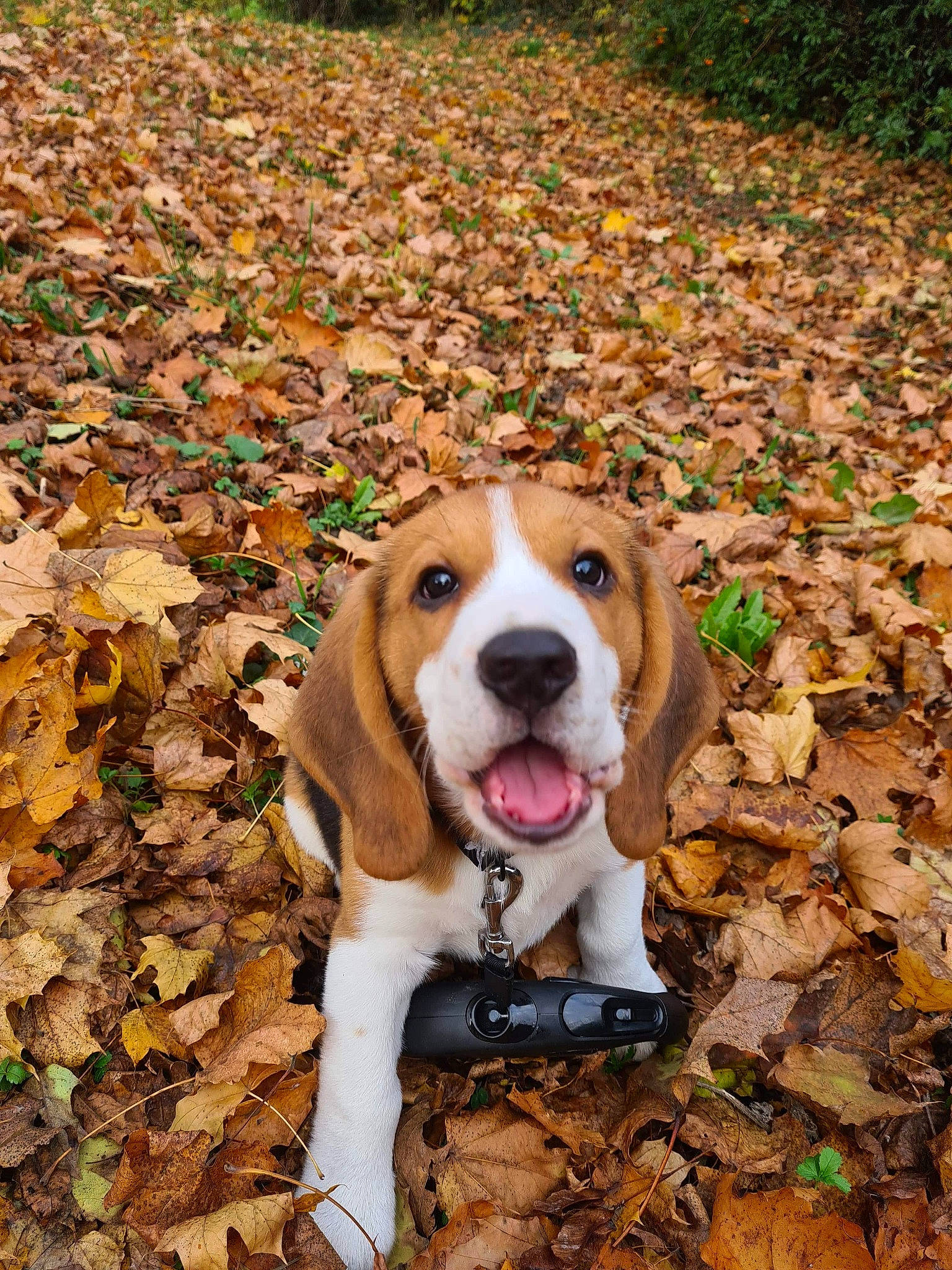 Brown a rejoint le concours — aidez-le/la à gagner de superbes lots ! adventure, canidae, carnivore, companion_dog, dog, dog_breed, fawn, grass, gun_dog, hound, hunting_dog, liver, plant, scent_hound, snout, soil, sporting_group, tail, tree, working_animal