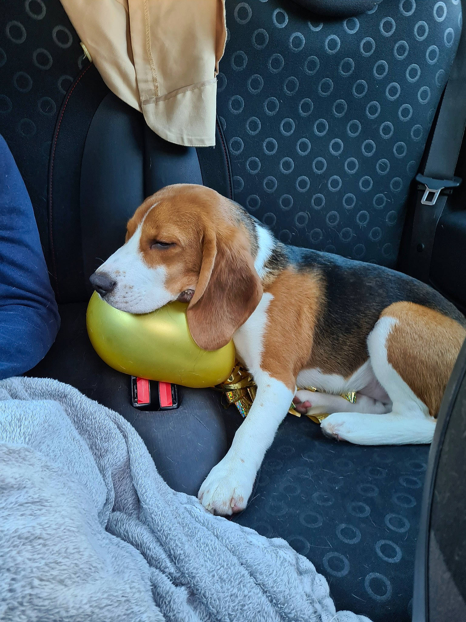 Brown participe au concours pour gagner de l'argent avec cette photo : canidae, car_seat, car_seat_cover, carnivore, chair, collar, comfort, companion_dog, dog, dog_breed, hound, hunting_dog, scent_hound, sporting_group, window, working_animal