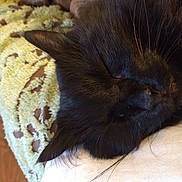 Albert Lee joined the competition — help win amazing prizes! black_cat, carnivore, cat, ear, fawn, felidae, fur, nap, small_to_medium_sized_cats, snout, whiskers