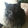 Albert Lee joined the competition — help win amazing prizes! black_and_white, black_cat, british_semi_longhair, carnivore, cat, domestic_long_haired_cat, domestic_short_haired_cat, eye, felidae, fur, mammal, nebelung, norwegian_forest_cat, persian, sky, small_to_medium_sized_cats, snout, whiskers