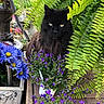 Albert Lee joined the competition — help win amazing prizes! asian_semi_longhair, black_cat, carnivore, cat, domestic_long_haired_cat, fawn, felidae, flower, flowering_plant, garden, herbaceous_plant, maine_coon, norwegian_forest_cat, plant, ragamuffin, small_to_medium_sized_cats, spring, wildflower