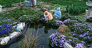 Boone joined the competition — help win amazing prizes! backyard, body_of_water, flora, flower, garden, grass, landscape, landscaping, outdoor_structure, plant, pond, shrub, tree, water, watercourse, yard