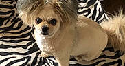 Neko is registered to the contest to win money with this photo: carnivoran, companion_dog, dog, dog_breed, dog_breed_group, dog_like_mammal, fur, puppy, snout, tibetan_spaniel