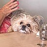 Neko is registered to the contest to win money with this photo: carnivoran, chinese_imperial_dog, companion_dog, dog, dog_breed, dog_breed_group, dog_like_mammal, ear, lhasa_apso, morkie, puppy, shih_tzu, snout, toy_dog