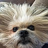 Neko is registered to the contest to win money with this photo: dog_breed, dog_like_mammal, photo_caption, screenshot, snout