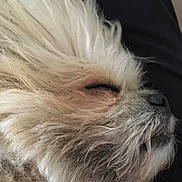 Neko joined the competition — help win amazing prizes! ear, fur, photo_caption, screenshot, snout