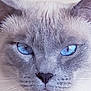 Sebastian Marcello is registered to the contest to win money with this photo: cat, blue_eyes, close_up, face, whiskers, fur, pet, animal, domestic_cat, portrait, cute, feline, muzzle, ears, nose, looking, expression, indoor, soft_light, gray_fur
