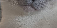 Sebastian Marcello is registered to the contest to win money with this photo: cat, blue_eyes, close_up, fur, whiskers, pet, animal, face, portrait, indoor, curious, calm, domestic_cat, mammal, feline, ears, snout, nose, soft_fur