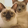 Sebastian Marcello joined the competition — help win amazing prizes! cat, siamese_cat, pets, animals, fur, whiskers, ears, eyes, closeup, portrait, cute, indoor, companions, feline, relaxed, snuggling, curious, soft_light, two_animals, domestic_animal