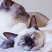 Sebastian Marcello joined the competition — help win amazing prizes! cat, siamese_cat, sleeping, cozy, pets, animal, fur, whiskers, ears, closeup, companion, resting, cute, domestic_animal, indoor, soft, cute_animals, relaxation, friendship, two_cats