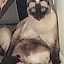 Salvatore Biaggio joined the competition — help win amazing prizes! cat, siamese_cat, animal, pet, indoor, carpet, blue_eyes, feline, sitting, wall, fur, ears, paw, domestic_animal, looking, resting, household, blur, indistinct, corner