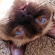 Salvatore Biaggio is registered to the contest to win money with this photo: cat, close_up, blue_eyes, brown_fur, carpet, pet, animal, whiskers, face, ears, lying_down, texture, domestic_cat, feline, upside_down, cute, soft, fur, indoor, relaxed