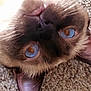 cat, close_up, blue_eyes, brown_fur, carpet, pet, animal, whiskers, face, ears, lying_down, texture, domestic_cat, feline, upside_down, cute, soft, fur, indoor, relaxed