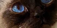 Salvatore Biaggio is registered to the contest to win money with this photo: cat, close_up, blue_eyes, whiskers, fur, face, pet, animal, portrait, domestic_cat, mammal, indoor, cute, feline, snout, nose, eyes, whiskers_closeup, soft_fur, expression
