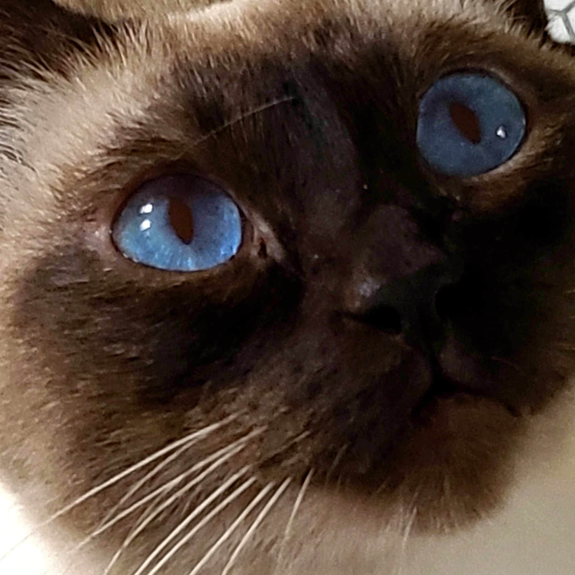 Salvatore Biaggio is registered to the contest to win money with this photo: animal, blue_eyes, cat, close_up, cute, domestic_cat, expression, eyes, face, feline, fur, indoor, mammal, nose, pet, portrait, snout, soft_fur, whiskers, whiskers_closeup