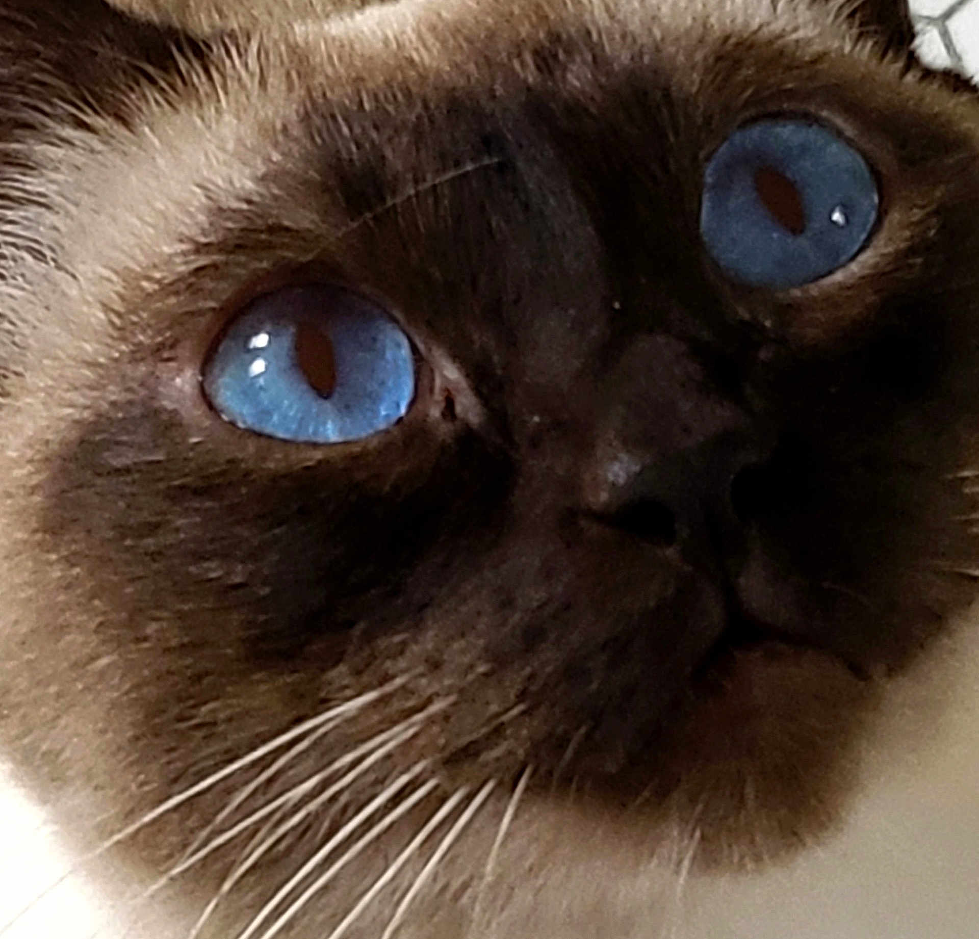 Salvatore Biaggio is registered to the contest to win money with this photo: cat, close_up, blue_eyes, whiskers, fur, face, pet, animal, portrait, domestic_cat, mammal, indoor, cute, feline, snout, nose, eyes, whiskers_closeup, soft_fur, expression