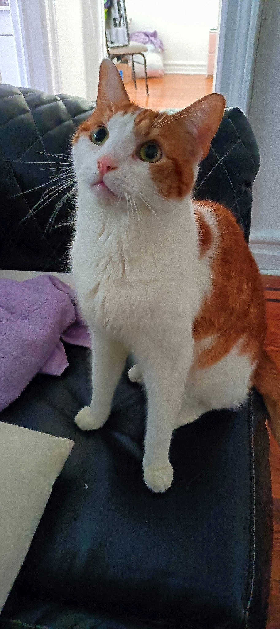 Anton joined the competition — help win amazing prizes! carnivore, cat, claw, domestic_short_haired_cat, eye, fawn, felidae, foot, fur, paw, sitting, small_to_medium_sized_cats, snout, tail, terrestrial_animal, whiskers