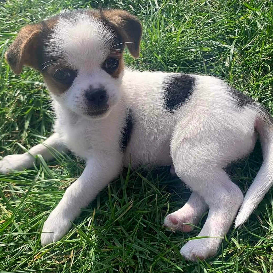 Olaf a rejoint le concours — aidez-le/la à gagner de superbes lots ! animal, ball, beagle, canine, chihuahua, cockerspaniel, dog, football, grass, hound, lawn, papillon, pet, plant, puppy, snout, soccer, soccerball, sport, whitedog