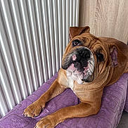 Utah a rejoint le concours — aidez-le/la à gagner de superbes lots ! bulldog, dog, pet, indoor, purple_blanket, radiator, wooden_wall, paw, fur, face, animal, cute, relaxed, looking_up, snout, ears, nail, texture, cozy, companion