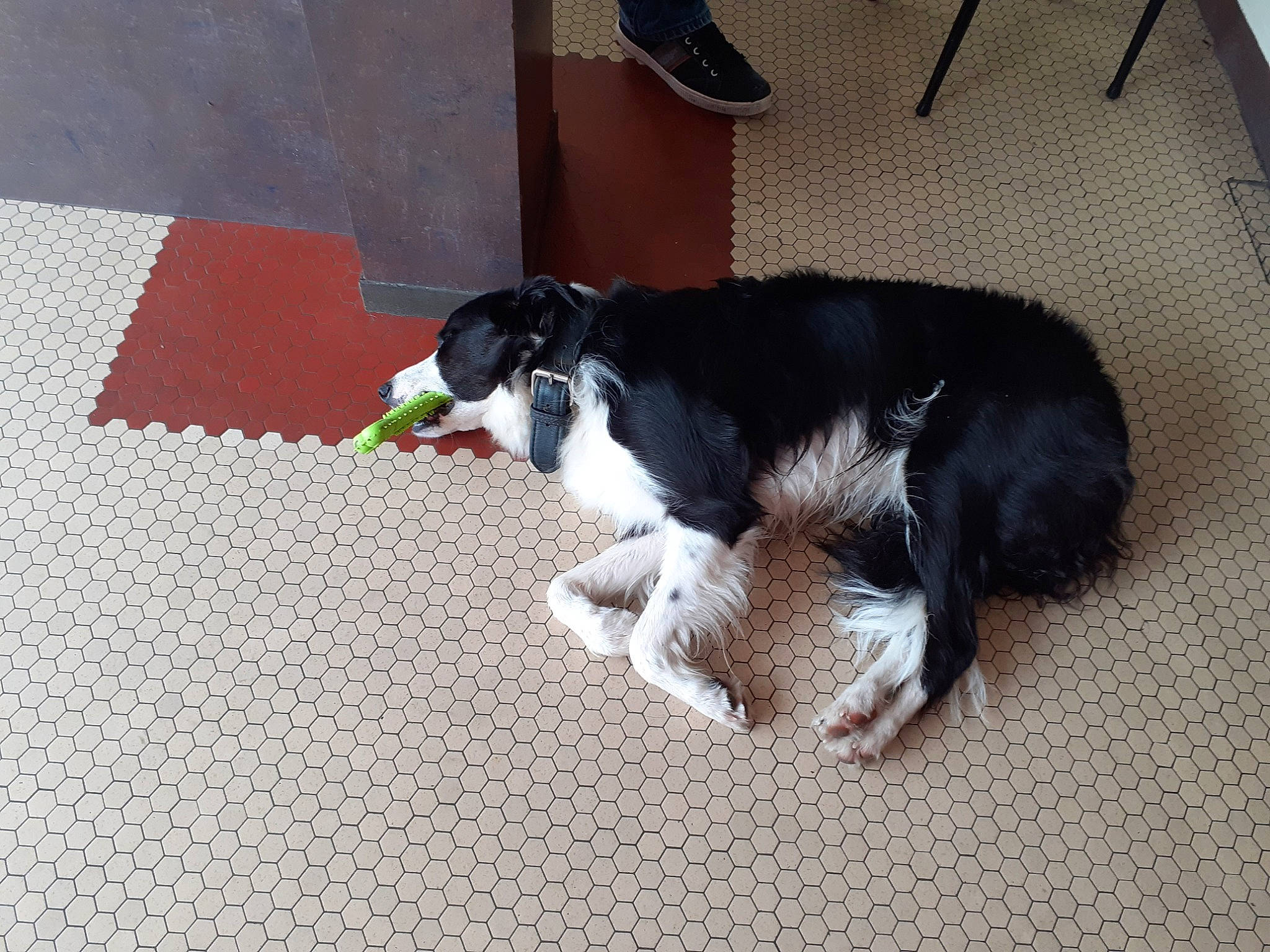 Idem a rejoint le concours — aidez-le/la à gagner de superbes lots ! canidae, carnivore, cavalier_king_charles_spaniel, companion_dog, dog, dog_breed, english_springer_spaniel, floor, king_charles_spaniel, mammal, russian_spaniel, snout, spaniel, sporting_group, stabyhoun, tail, vertebrate